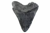 Fossil Megalodon Tooth - South Carolina #332332-1